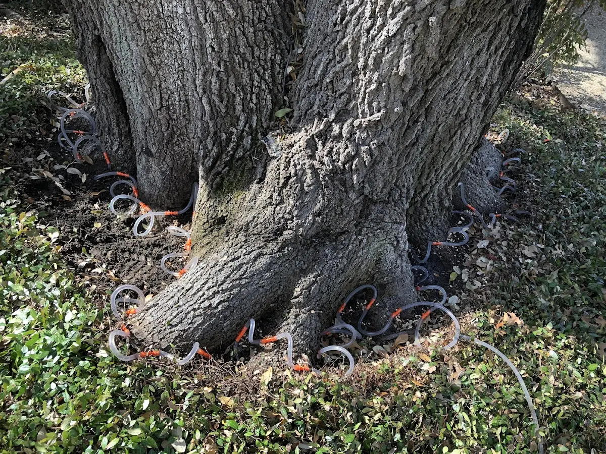 Detailed Tree Cabling and Bracing job site in Bay Minette