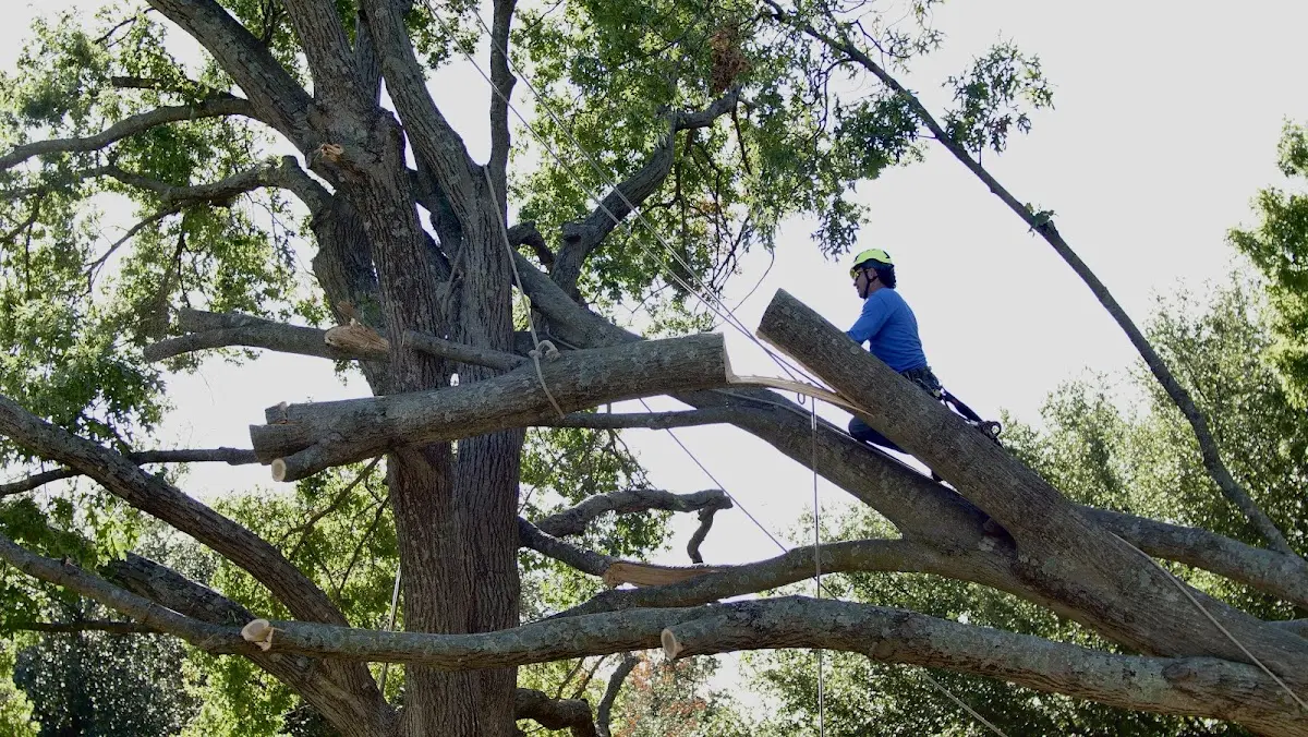 Professional Crown Thinning performed by certified arborists in Bay Minette