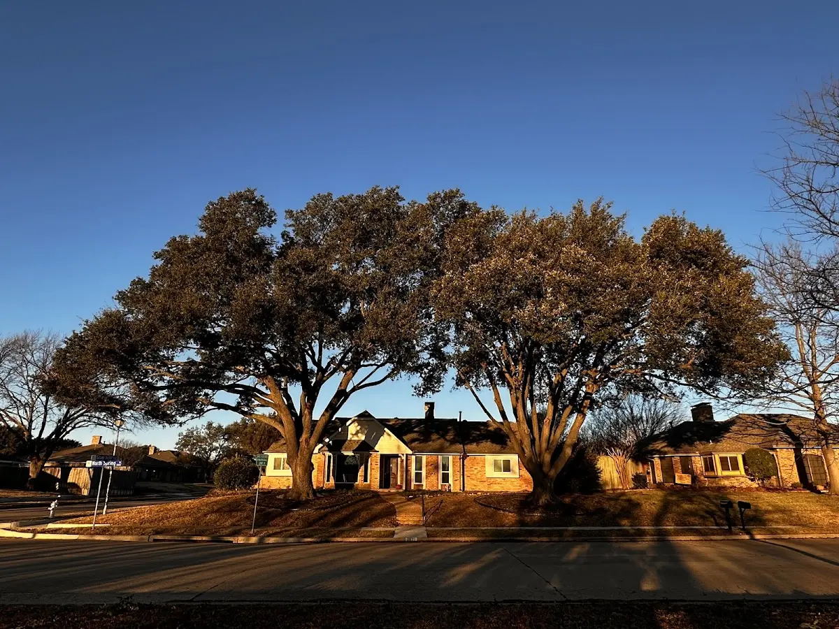 Established residential canopy tree shading a home in Bay Minette